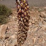 Cistanche violacea Lorea