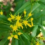 Senecio ovatus Flower
