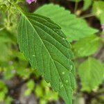 Galeopsis bifida Leaf