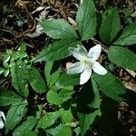 Anemonoides trifolia Blad