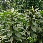 Costus guanaiensis Feuille