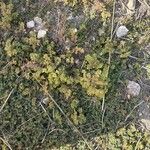 Guilleminea densa Blüte