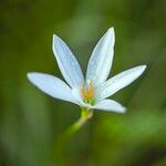 Zephyranthes candida Flor