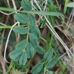 Hippocrepis scorpioides Blad