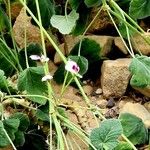 Pelargonium echinatum Flor