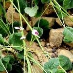 Pelargonium echinatum Blomma