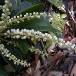 Clethra lanata Flower