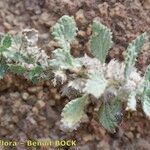 Forsskaolea procridifolia Alkat (teljes növény)