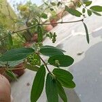 Euphorbia indica Fiore