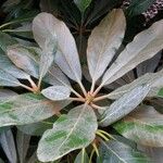 Rhododendron arizelum Leaf