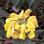 Phlomis fruticosa Kwiat