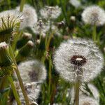 Taraxacum rubicundum Mbuma