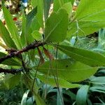 Arbutus unedo Leaf