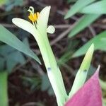 Billbergia distachia Flor