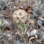 Lomelosia stellata Mosusu