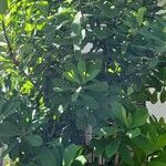 Euphorbia umbellata Sonstige