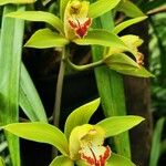 Cymbidium lowianum Květ