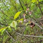 Prunus americana ফুল