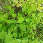 Prunus tomentosa Leaf