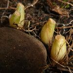 Galanthus woronowiiPlod