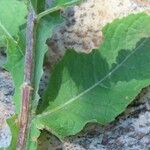 Pluchea ovalis Yaprak