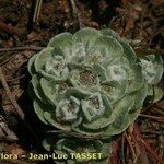 Filago tyrrhenica 形態