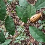 Rothmannia manganjae Fruit