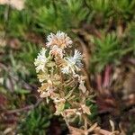 Sesamoides pygmaea Blomst
