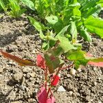 Chenopodium giganteum 葉