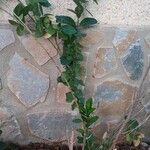Ficus natalensis ഇല