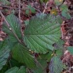 Rubus fruticosus पत्ता