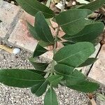 Planchonella obovata Leaf