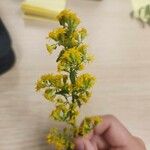 Solidago puberula Flower