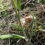 Fritillaria tubaeformis Leht