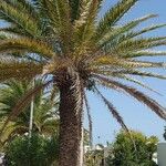 Phoenix canariensis Habitus