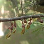 Bulbophyllum calyptratum Kwiat