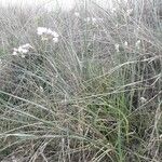 Allium roseum Habit