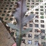 Stenocarpus sinuatus Levél