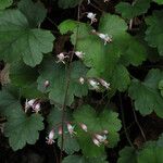 Heuchera rubescens Celota