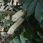 Cunonia capensis Flor