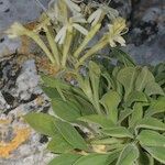 Silene andryalifolia Drugo