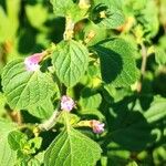 Clinopodium nepetaFlower