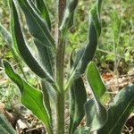 Hesperis tristis Leaf