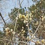 Salix × reichardtii Flower