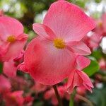 Begonia coccinea 花