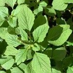 Amaranthus blitum Leaf