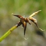 Carex davalliana Flor