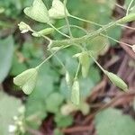 Capsella bursa-pastoris फल