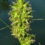 Carex cuprina Kukka