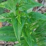 Echium creticum Листок